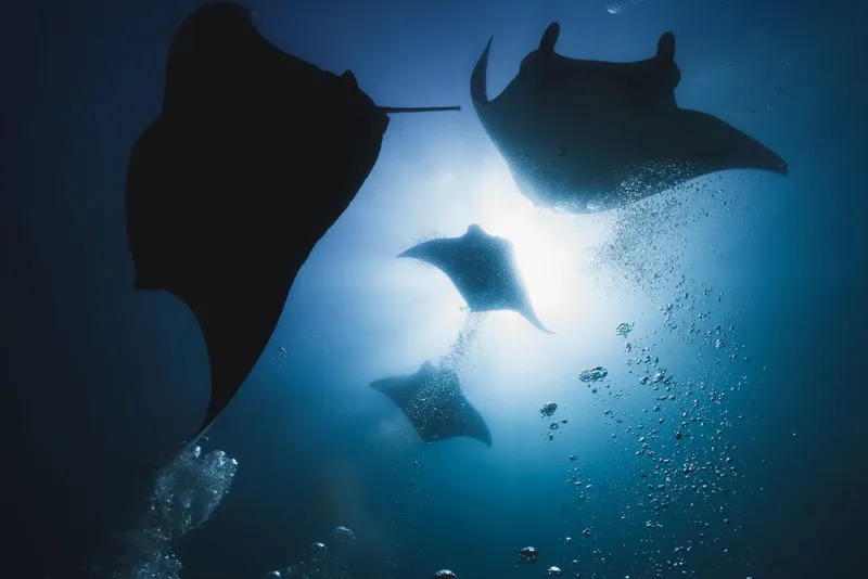Raies manta évoluent dans l'eau bleue, lumière du soleil filtrée