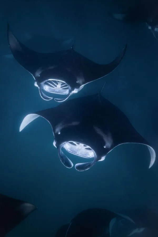 Deux raies manta nagent gracieusement dans les eaux bleues profondes