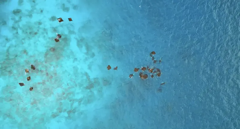 Vue aérienne d'un groupe de raies manta nageant dans l'eau turquoise