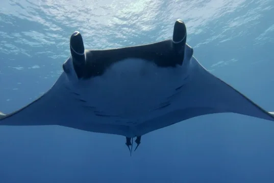 Raie manta vue d'en bas nageant dans une eau claire et bleue