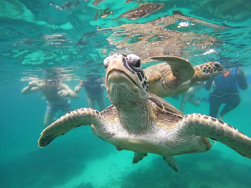 Tortues marines nagent avec des plongeurs en eau turquoise claire