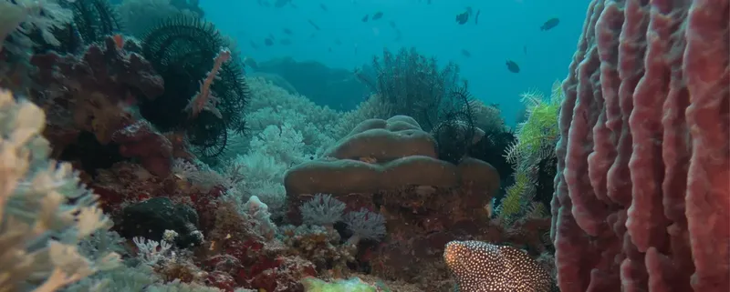 Coraux colorés et formations rocheuses sous-marines, vie marine abondante