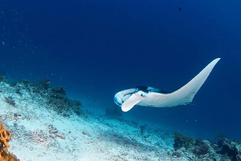 Raie manta nageant gracieusement au-dessus d'un récifal corallien ensoleillé
