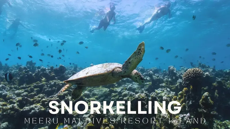 Tortue marine nageant avec des plongeurs au milieu des coraux