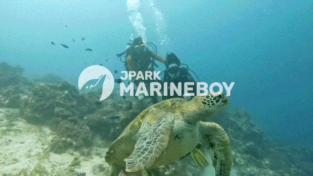 Plongeur et tortue marine nageant ensemble dans un environnement sous-marin
