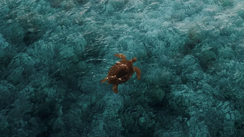 Tortue marine nageant au-dessus d'un fond sableux et rocheux turquoise
