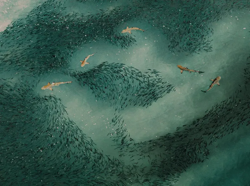 Vue aérienne de requins nageant au milieu d'un banc de poissons