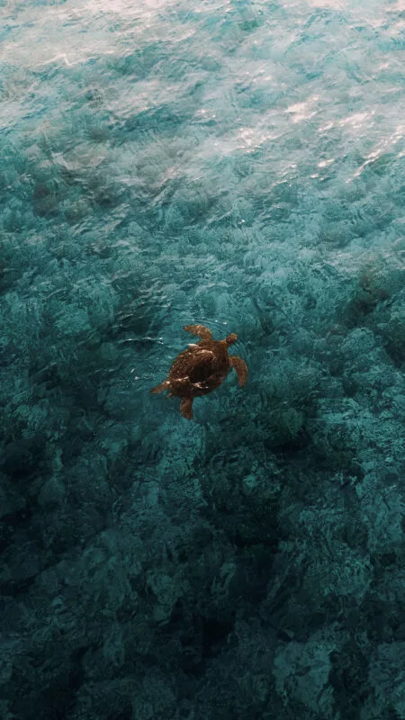 Tortue marine nageant paisiblement dans une eau turquoise et claire
