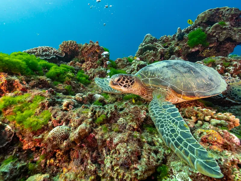 Tortue marine nageant au milieu d'un récif corallien luxuriant