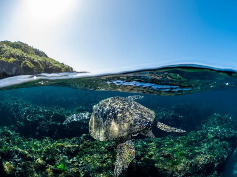 Tortue marine nageant au-dessus d'un récifal corallien ensoleillé