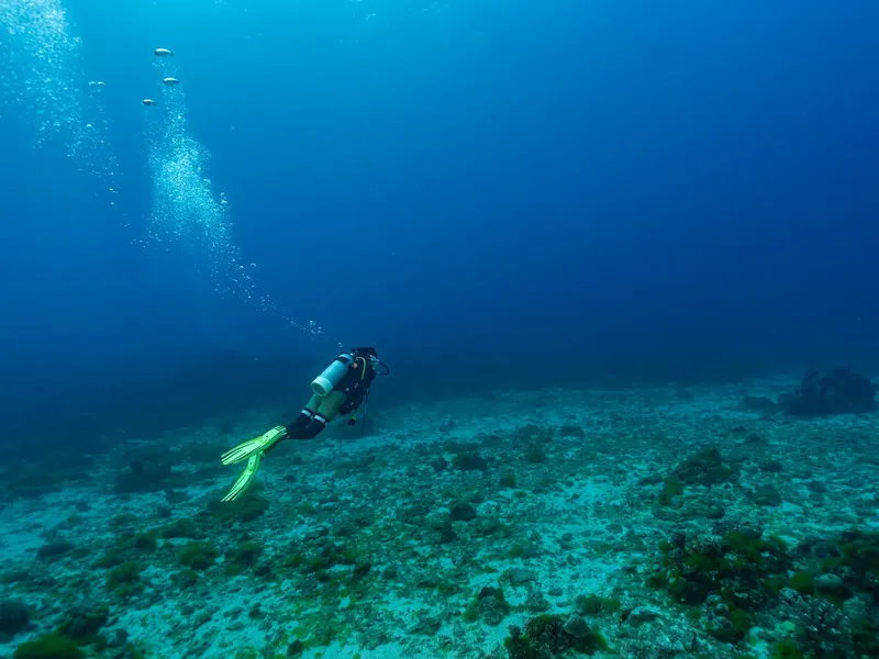 Plongeur explorant un fond marin clair avec quelques poissons