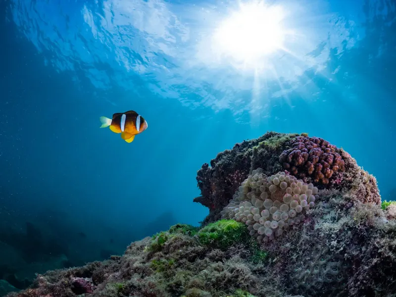 Poisson clown nageant près d'un récifal corallien ensoleillé