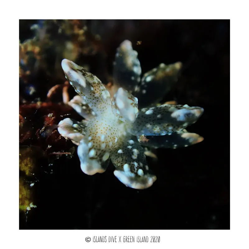 Nudibranche blanche et tachetée sur un fond rocheux sombre