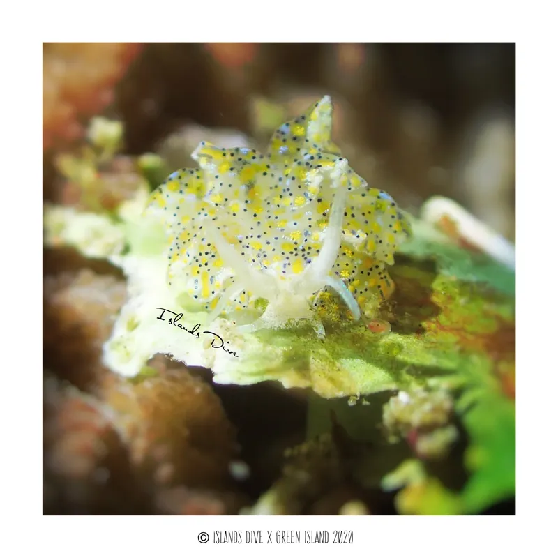 Nudibranche jaune et blanche sur corail, faune marine exotique
