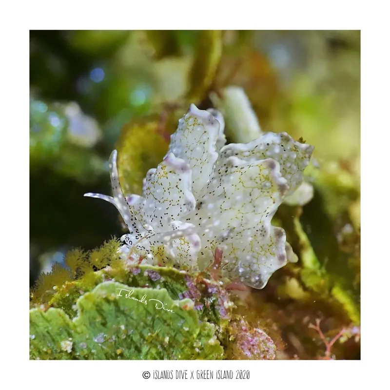 Nudibranche blanche et tachetée sur corail vert, photographie sous-marine