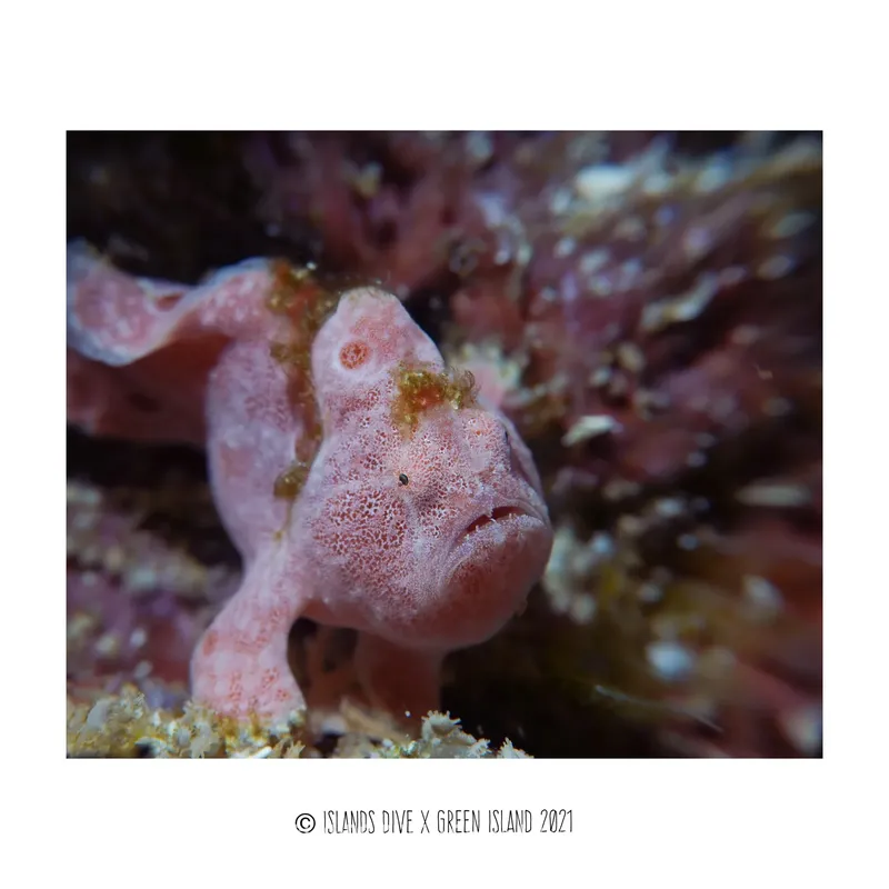 Petit poisson rose tacheté se camoufle parmi les algues et coraux