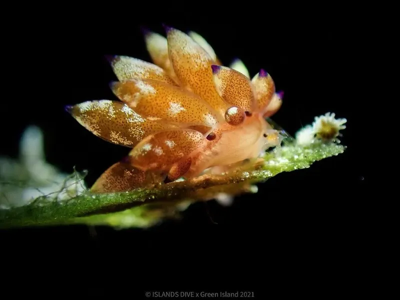 Nudibranche colorée sur une branche corallienne en milieu marin sombre