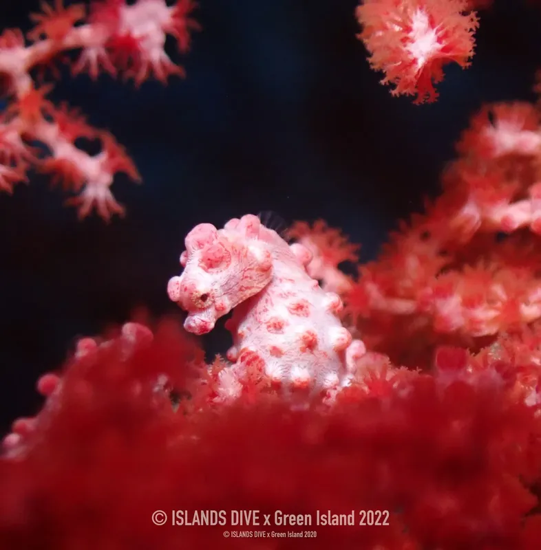 Hippocampe rose pygmée se camouflant sur un gorgonien corail rouge