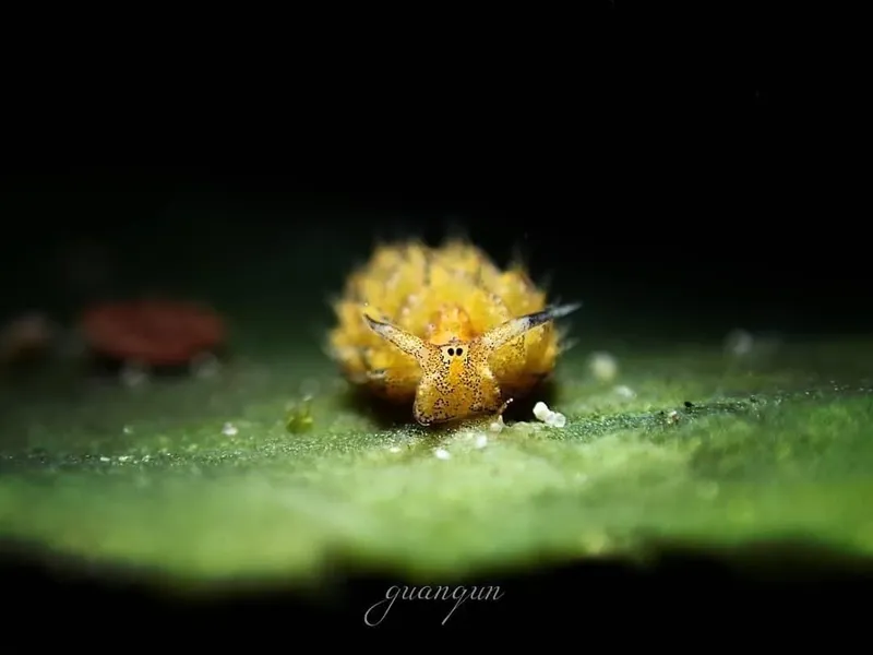 Nudibranche jaune sur feuille verte, macro sous-marine, détails précis