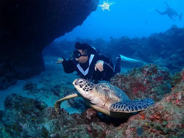 Plongeur observant une tortue marine au-dessus d'un récifal corallien