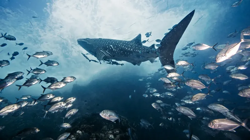 Requin baleine nageant avec un banc de poissons en mer