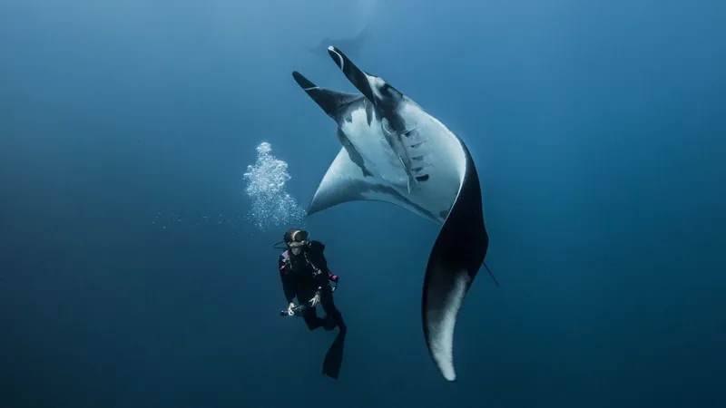 Plongeur face à une raie manta géante dans l'océan bleu
