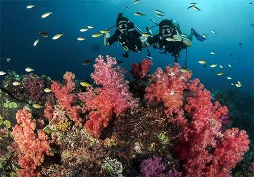 Deux plongeurs explorent un récif corallien coloré avec des poissons
