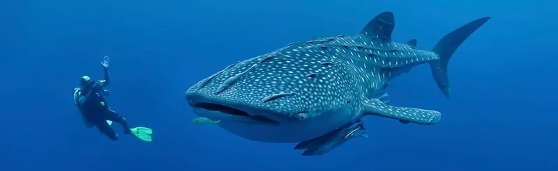 Un plongeur observe un requin baleine géant dans l'océan bleu