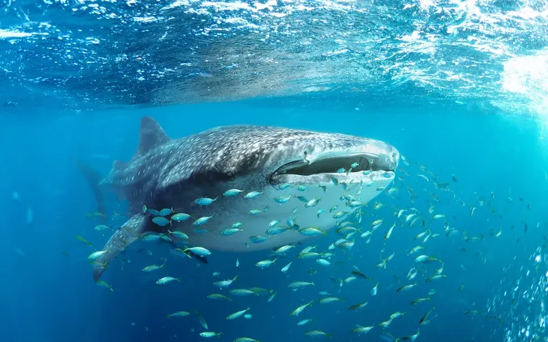 Requin baleine nageant avec un banc de petits poissons bleus