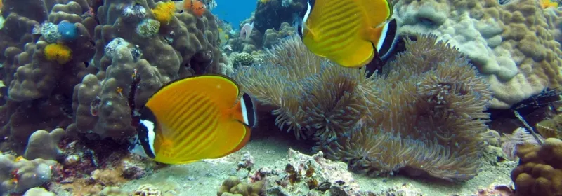 Poissons papillons et anémones sur un récif corallien coloré