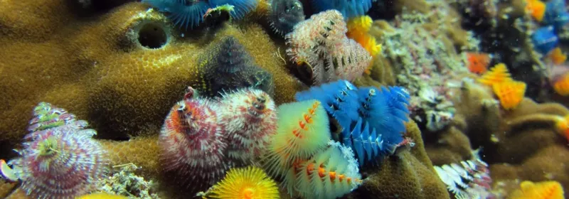 Échinodermes colorés sur un récifal corallien, vie marine sous-marine