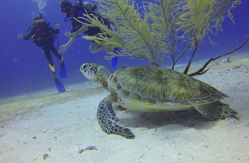 Tortue marine nageant paisiblement avec deux plongeurs en arrière-plan