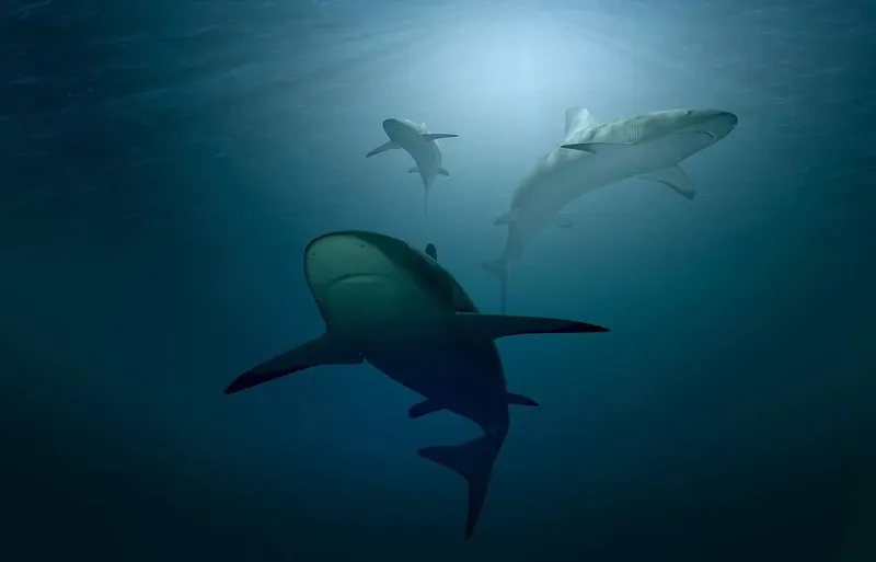 Trois requins nagent dans l'eau bleue, lumière venant d'en haut