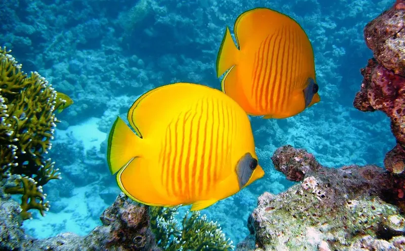 Deux poissons papillons jaunes nagent près d'un récifal corallien