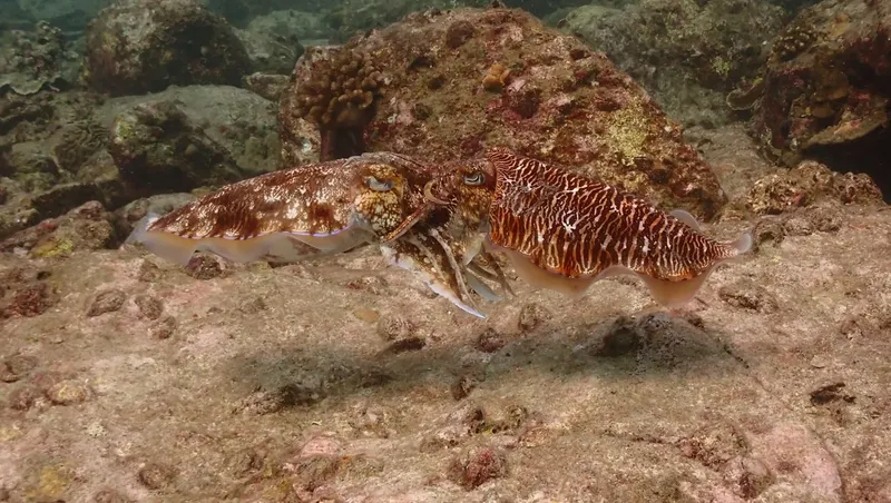 Seiche rayée nageant au-dessus d'un fond rocheux et sablonneux en mer
