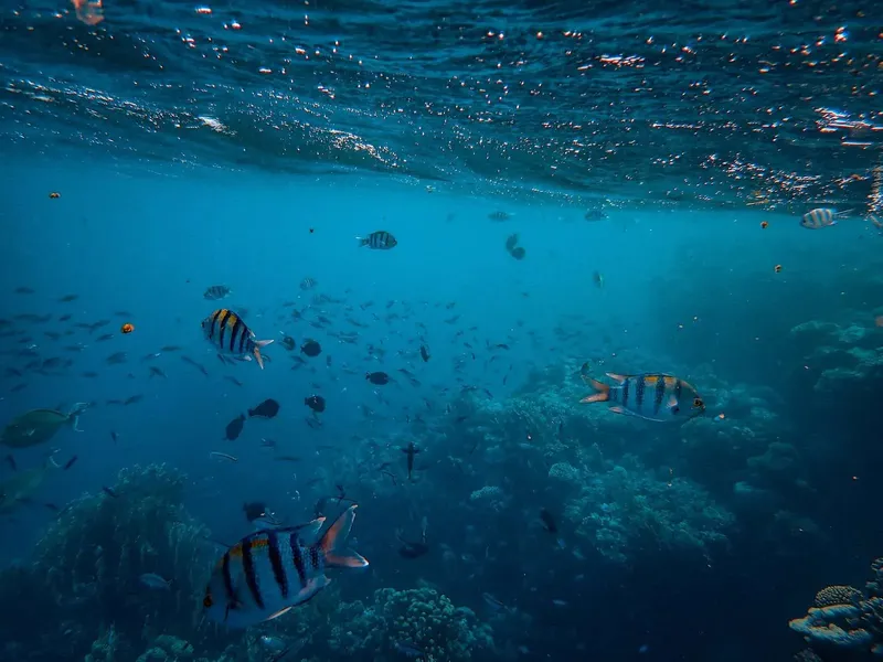 Banc de poissons tropicaux nageant au-dessus d'un récifal corallien bleu