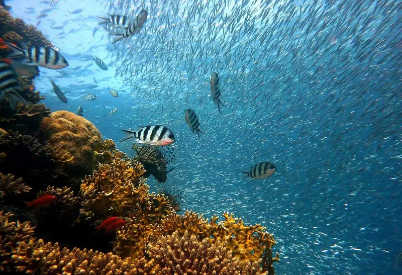 Banc de poissons et coraux colorés dans une eau turquoise claire