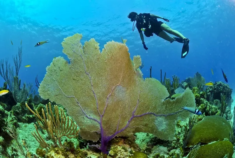 Plongeur explorant un récif corallien coloré avec des poissons tropicaux