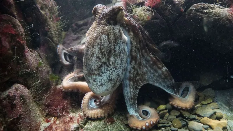 Un poulpe se camoufle sur un fond rocheux et sablonneux