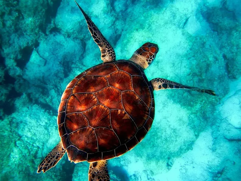 Tortue marine nageant paisiblement dans une eau turquoise et claire
