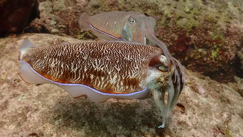 Deux seiches se camouflent sur un fond rocheux en milieu marin