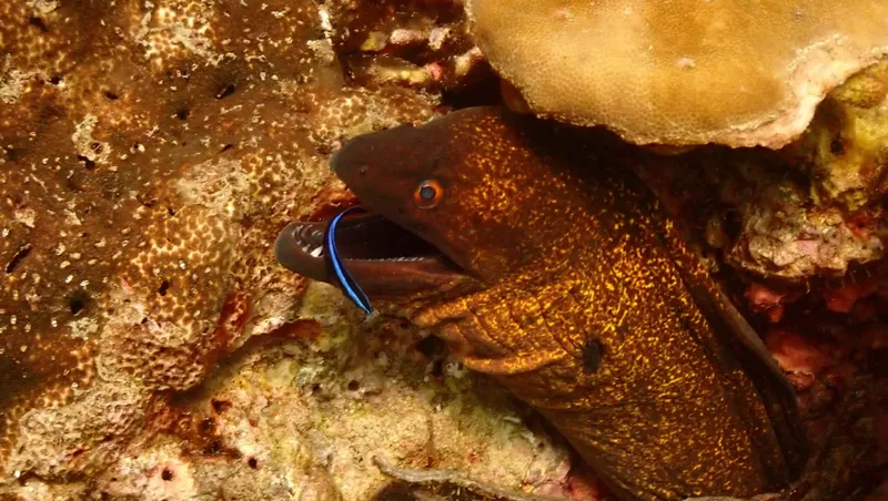Murène avec sa gueule ouverte, corail et roche sous-marine