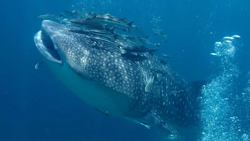 Requin baleine nageant avec des poissons dans l'eau bleue