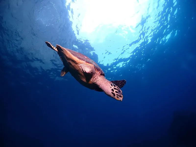 Tortue marine nageant paisiblement dans les eaux bleues ensoleillées