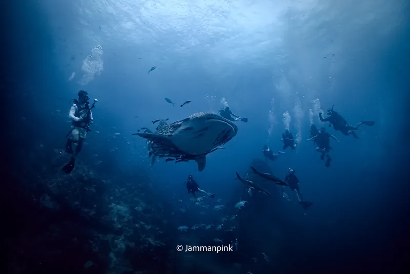 Plongeurs et requin baleine nagent ensemble dans l'eau bleue