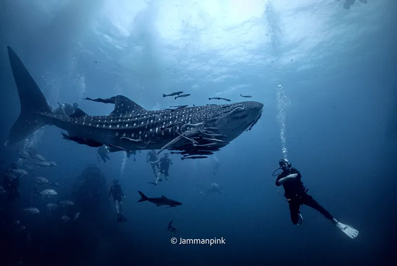 Plongeur face à un requin baleine géant dans l'océan bleu
