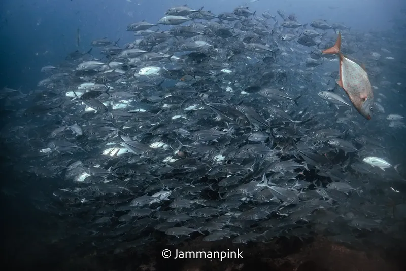 Banc de carangues argentés et un poisson solitaire en plongée sous-marine