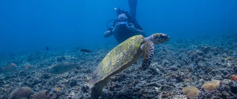 Tortue marine nageant au-dessus d'un fond rocheux avec un plongeur en arrière-plan