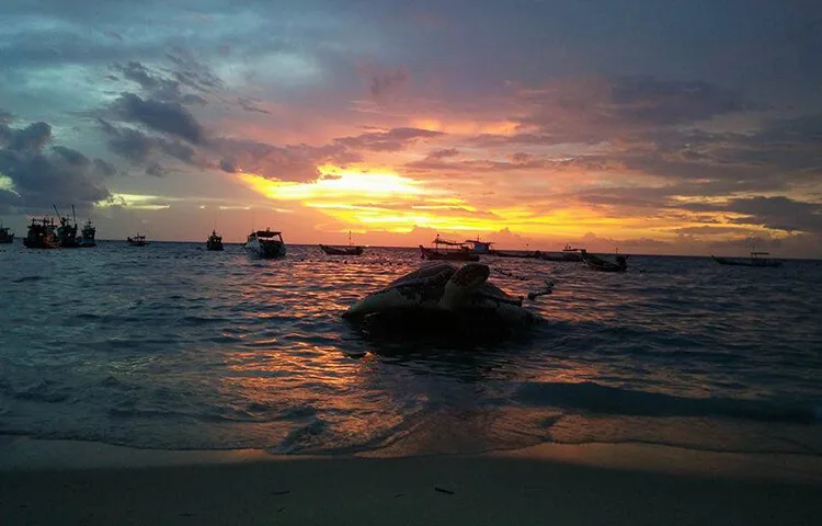 Tortue marine flottant à la surface, bateaux au loin, coucher de soleil