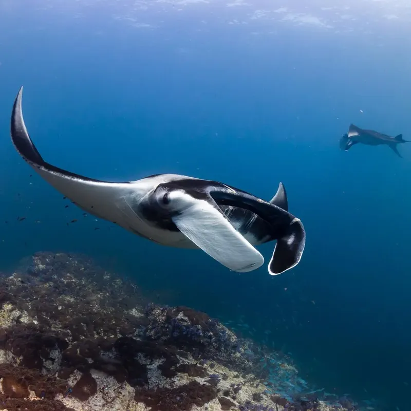 Raie manta majestueuse nageant dans les eaux bleues au-dessus d'un récifal corallien